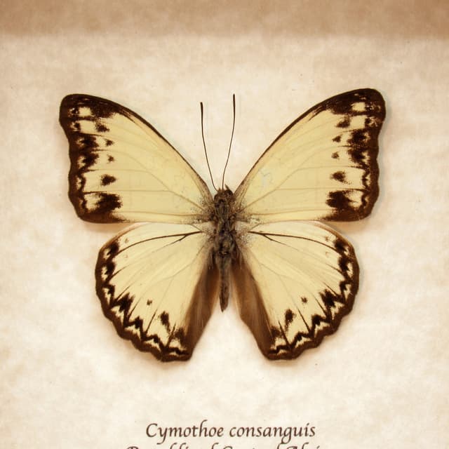 Real Cream Glider butterfly framed taxidermy - Cymothoe consanguis