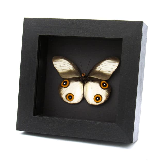 Rare Owl butterfly framed taxidermy - Taenaris cyclops