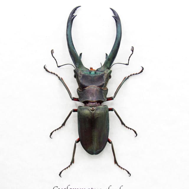 Real giant Stag beetle framed taxidermy - Cyclommatus elaphus