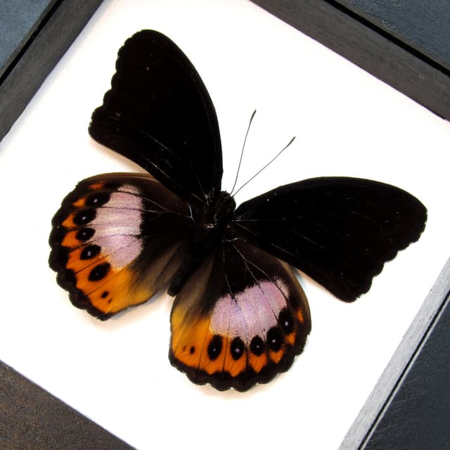 Real purple butterfly framed taxidermy - Hypolimnas pandarus