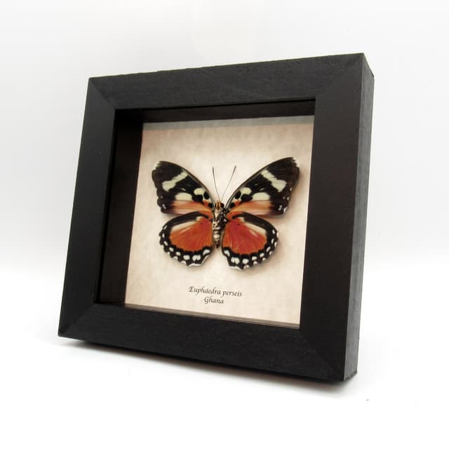 Rare Perseis Mimic Forester butterfly framed taxidermy - Euphaedra perseis - large female