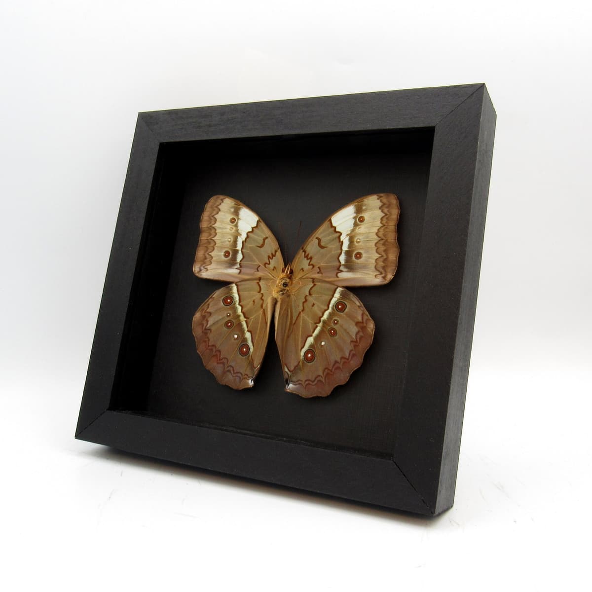 Rare XL Jungle Queen butterfly framed taxidermy - Stichophthalma uemurai