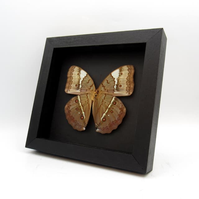 Rare XL Jungle Queen butterfly framed taxidermy - Stichophthalma uemurai