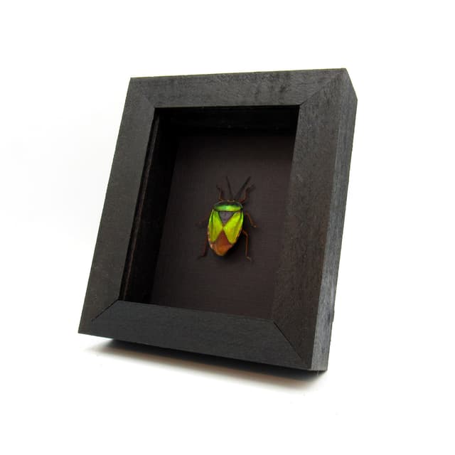 Real iridescent green Shield bug framed taxidermy - Mattiphus reflexus