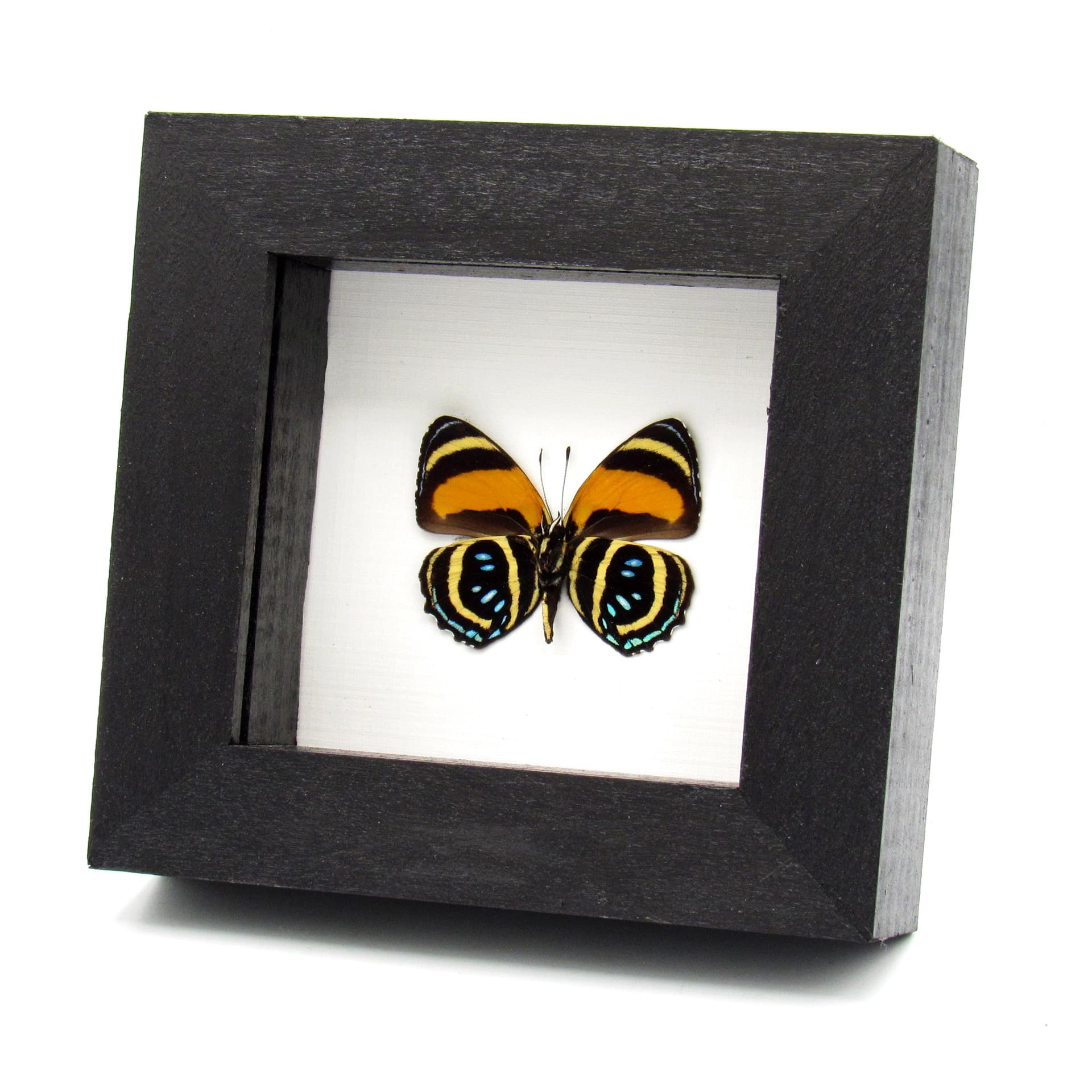 Real framed taxidermy butterfly - Callicore aegina