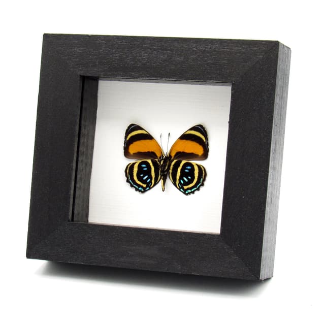 Real framed taxidermy butterfly - Callicore aegina