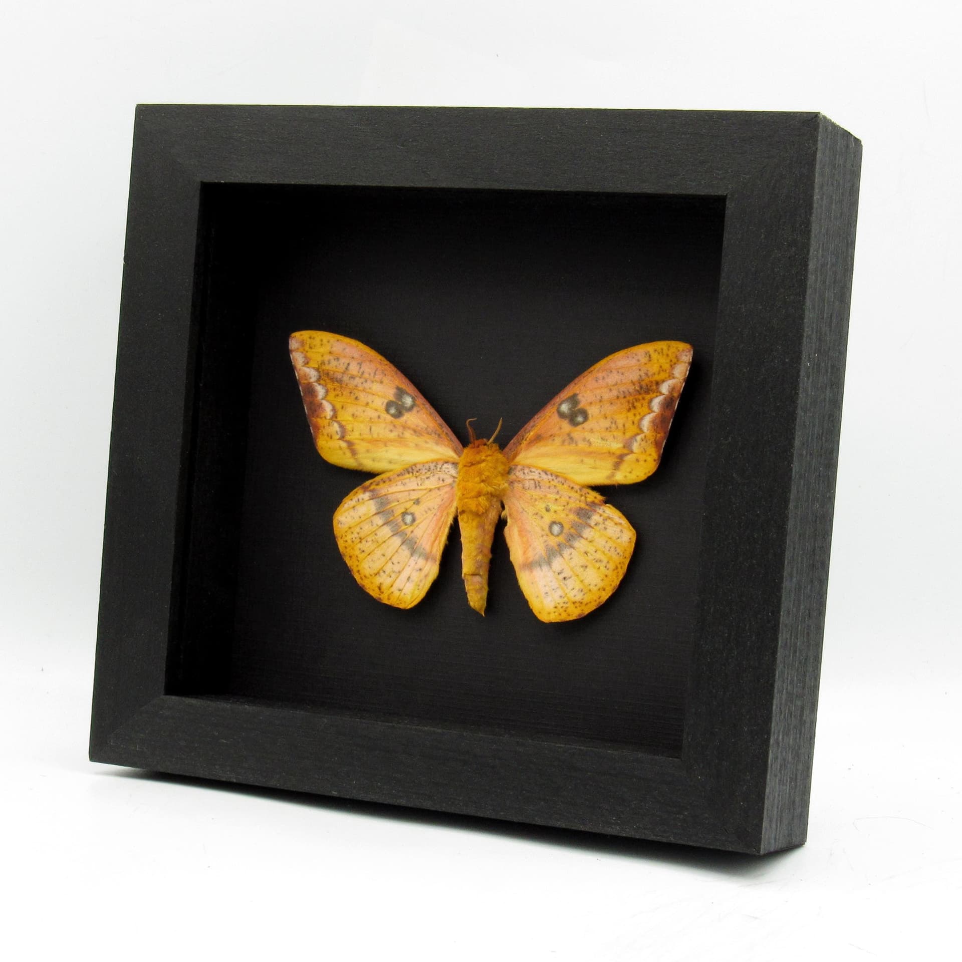 Rare pink Saturn moth framed taxidermy - Eacles ducalis