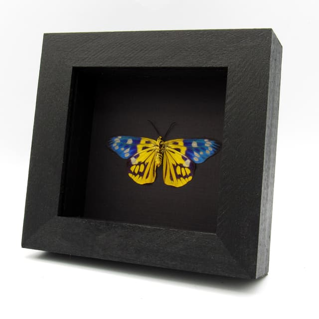 Rare yellow metallic Day Moth framed taxidermy - Psaphis scotais - female - Victorian mount