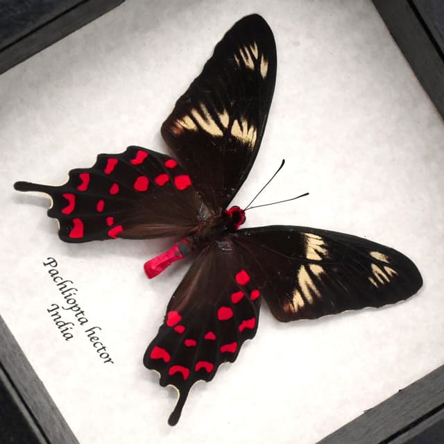 Rare red Swallowtail butterfly framed taxidermy - Pachliopta hector