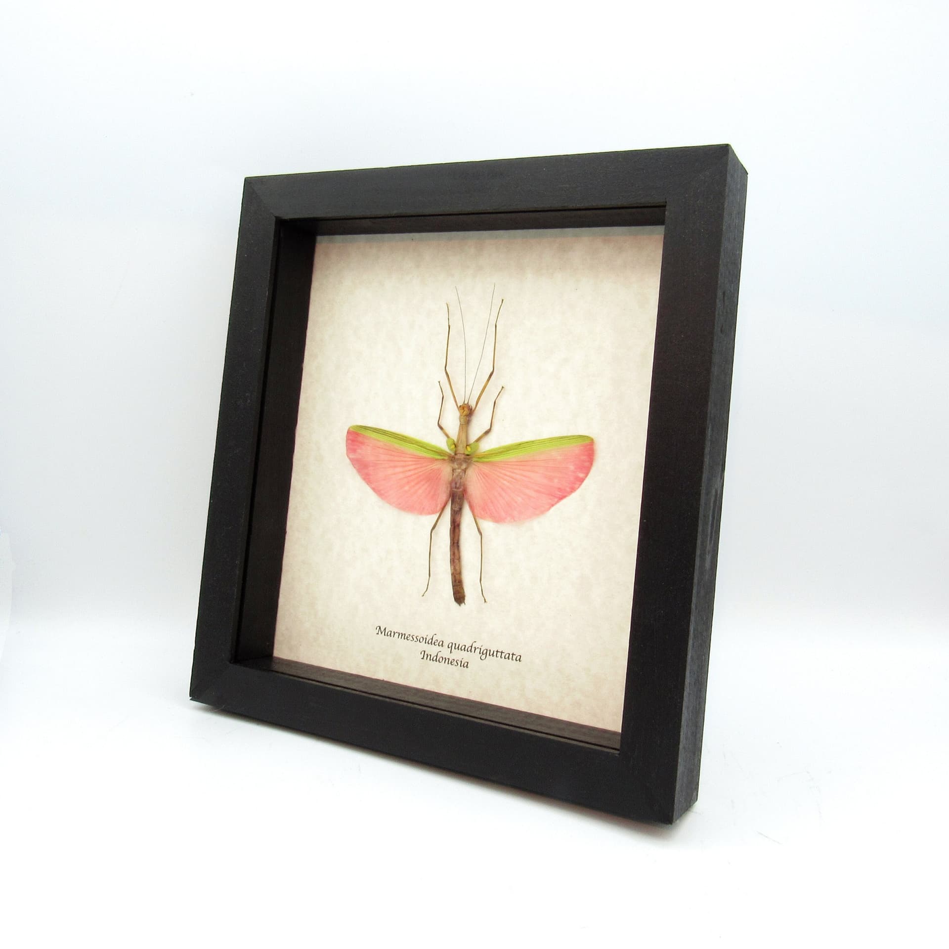 Real GIANT pink stick bug framed taxidermy - Marmessoidea quadriguttata - large female