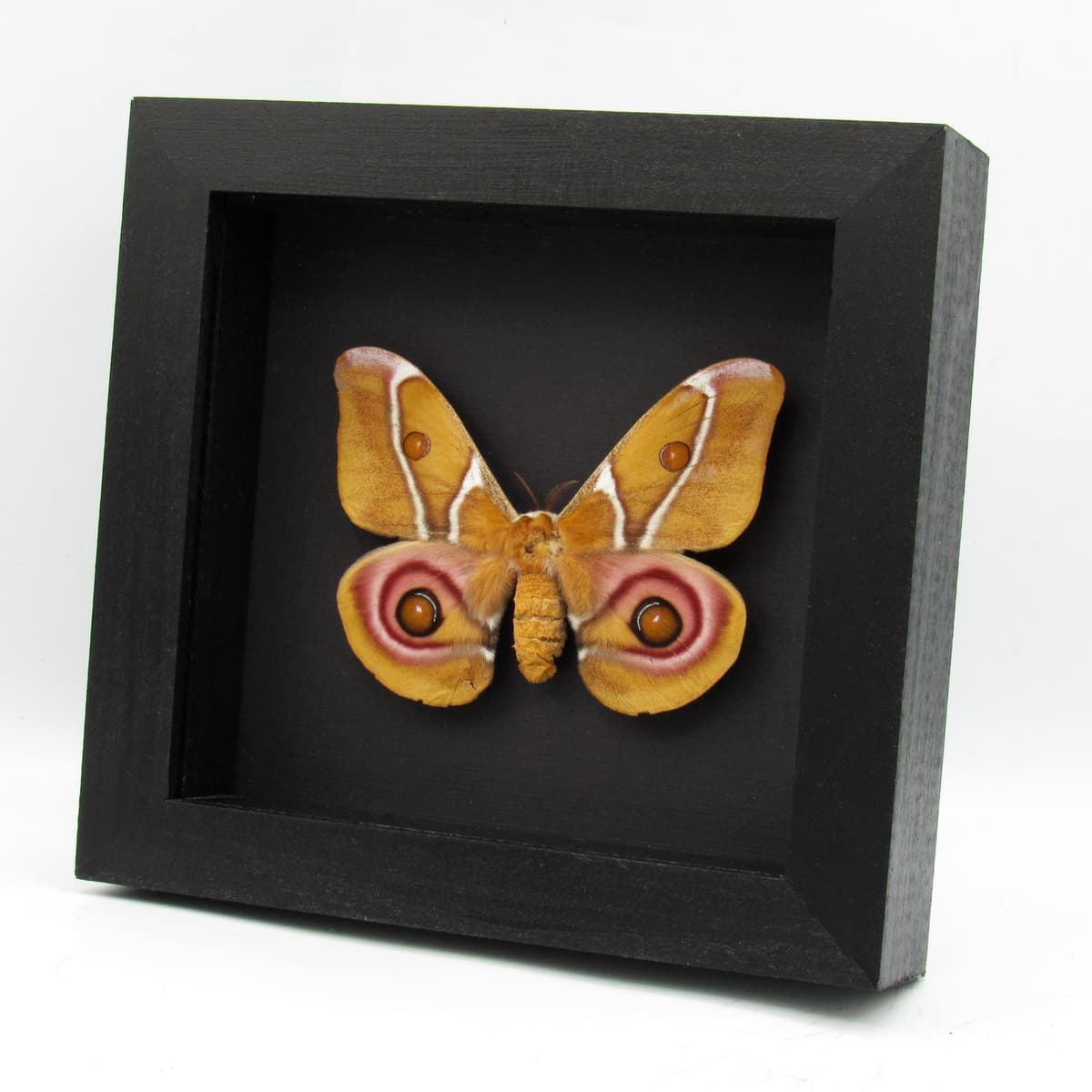 Real Madagascar Bullseye moth framed taxidermy - Antherina suraka - large female
