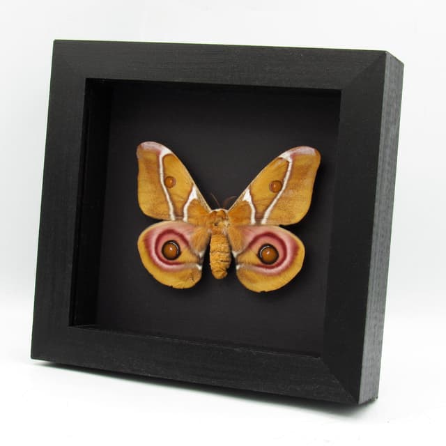 Real Madagascar Bullseye moth framed taxidermy - Antherina suraka - large female