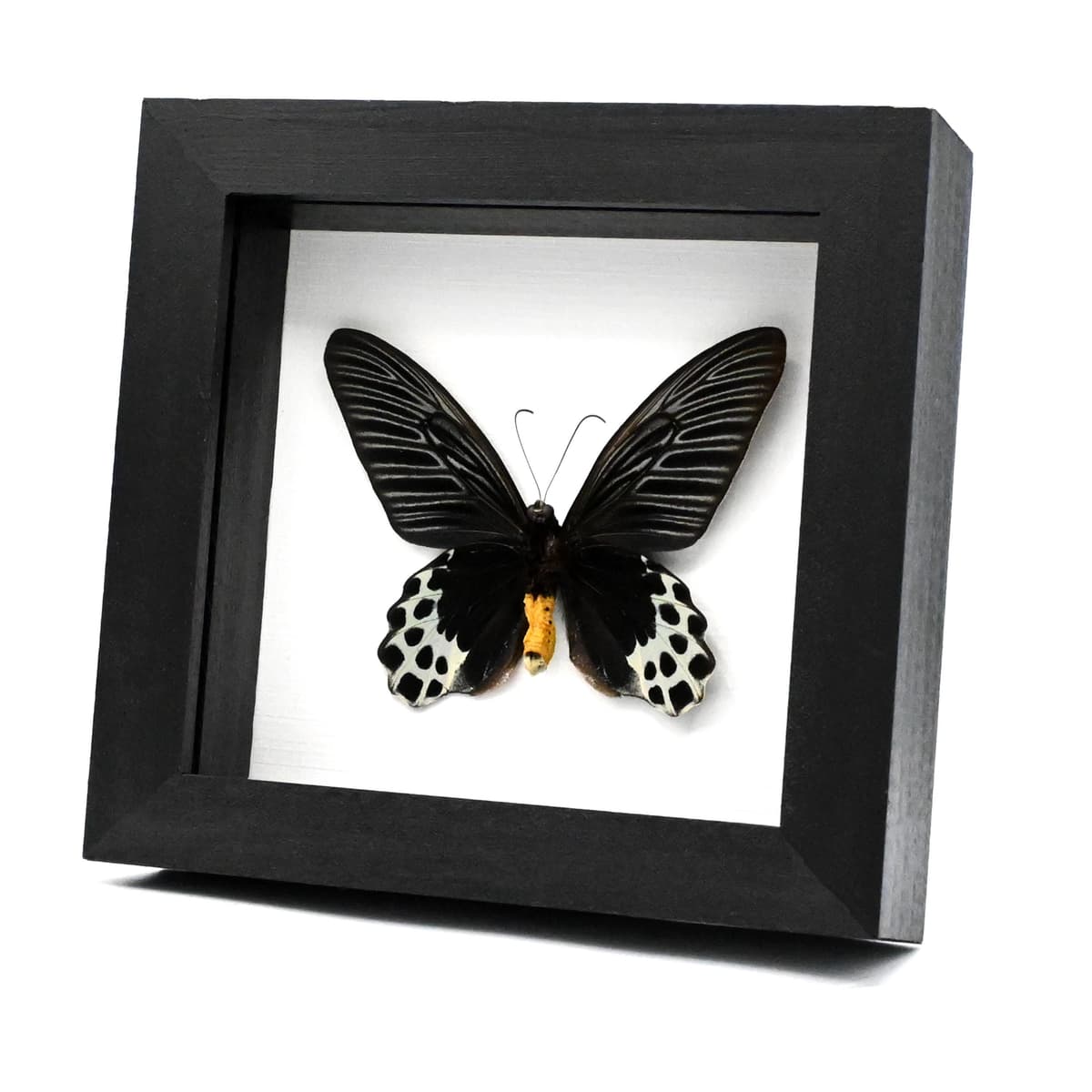 Rare Giant Swallowtail butterfly framed taxidermy - Atrophaneura sycorax egertoni