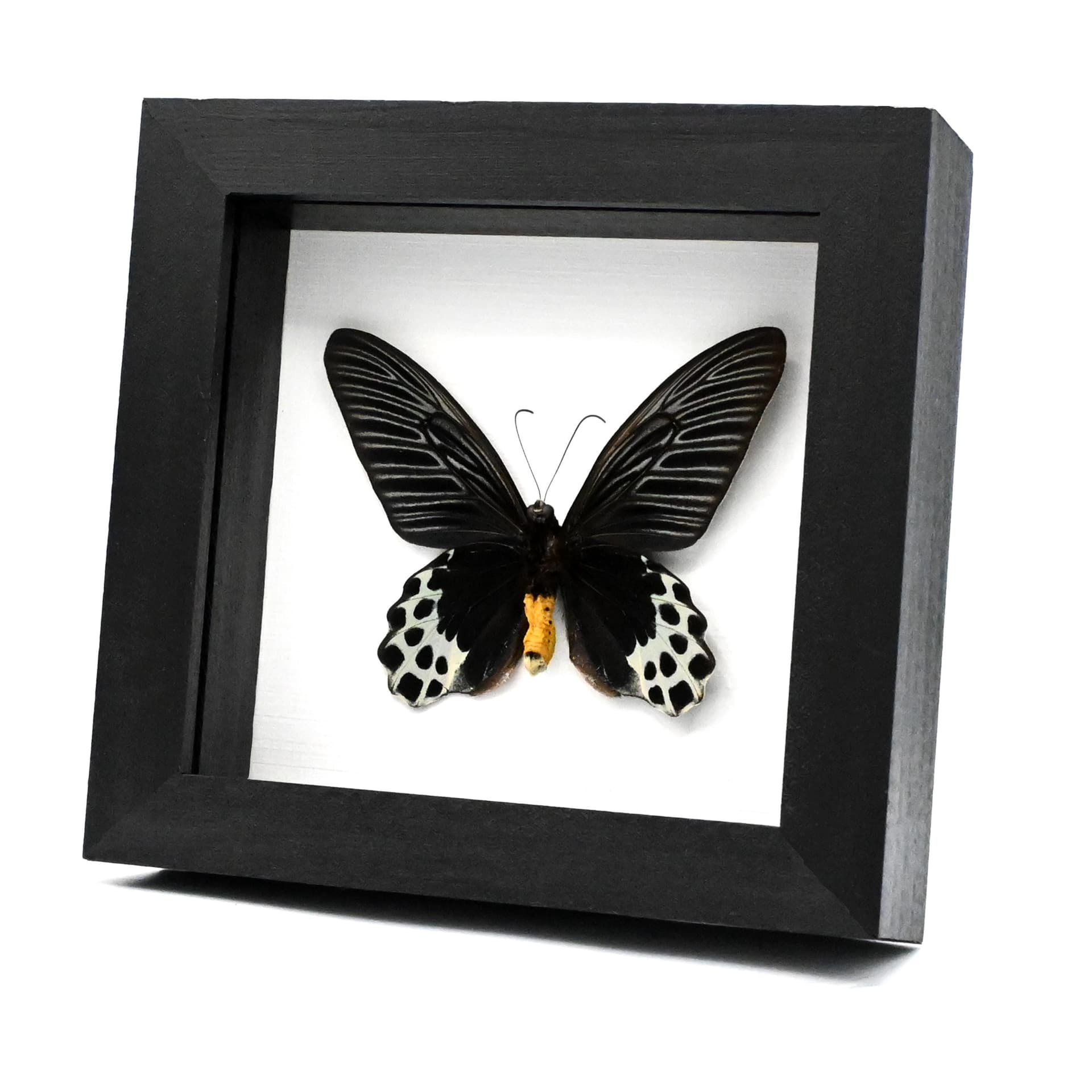 Rare Giant Swallowtail butterfly framed taxidermy - Atrophaneura sycorax egertoni