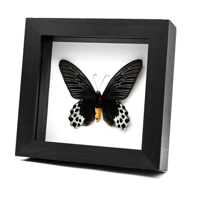 Rare Giant Swallowtail butterfly framed taxidermy - Atrophaneura sycorax egertoni