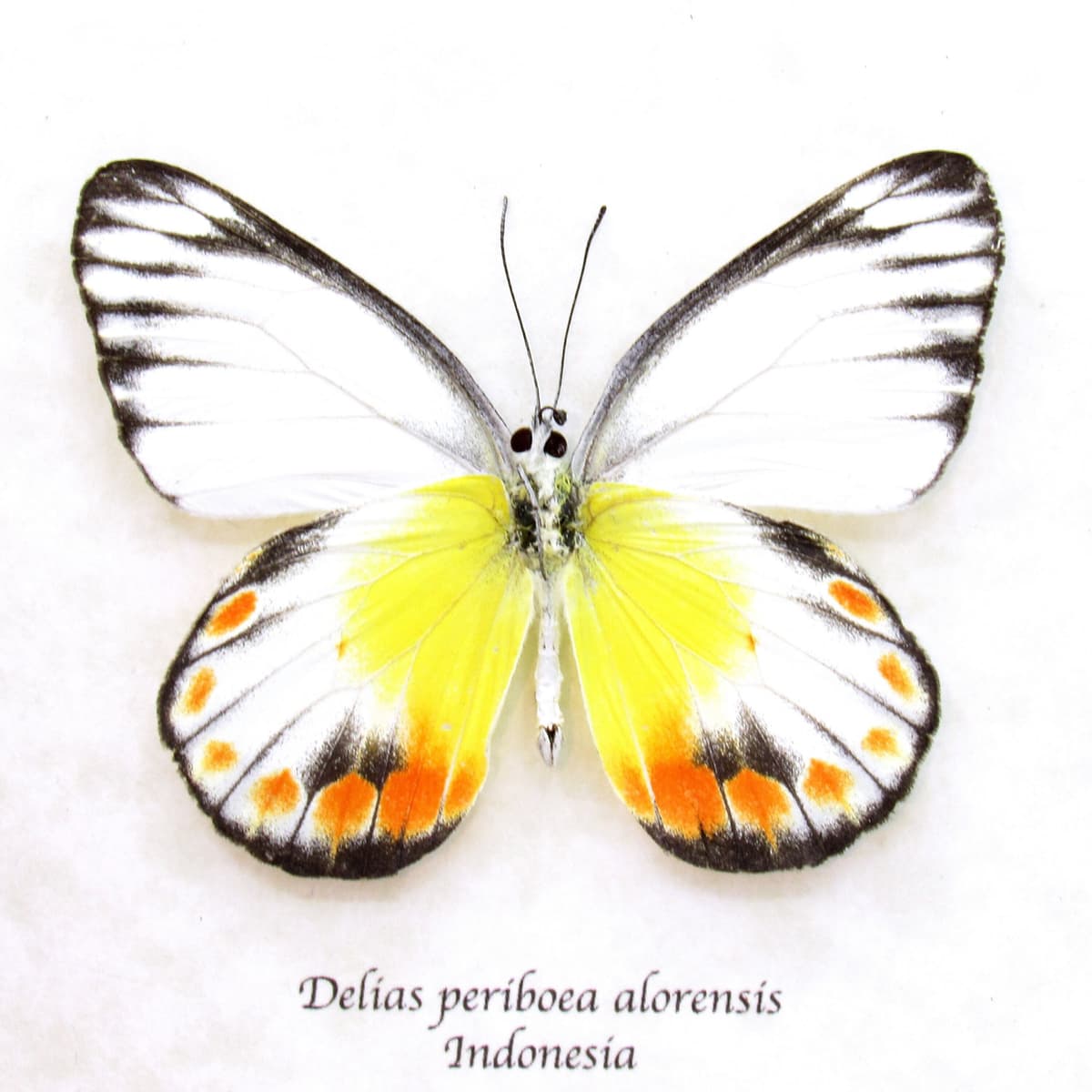 Real Delias butterfly framed taxidermy - Delias periboea alorensis