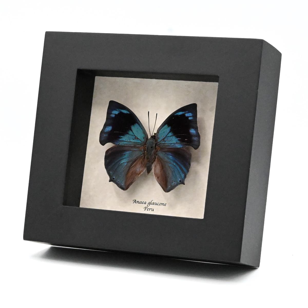 Real blue butterfly framed taxidermy - Anaea glaucone