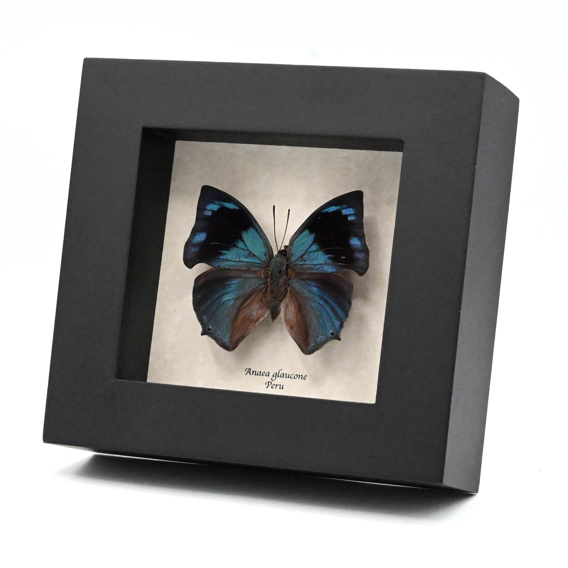 Real blue butterfly framed taxidermy - Anaea glaucone