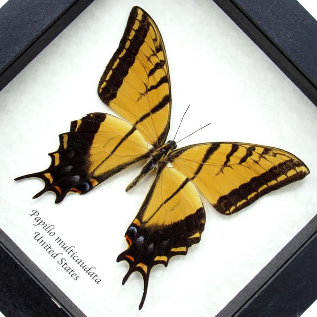 Real XL Two-Tailed Swallowtail framed butterfly taxidermy - Papilio multicaudata - female