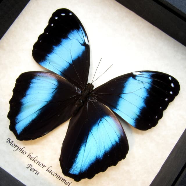 Real metallic blue Morpho butterfly framed taxidermy - Morpho helenor lacommei
