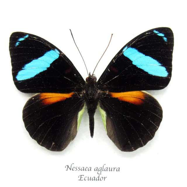 Rare neon blue Olivewing butterfly framed taxidermy - Nessaea aglaura