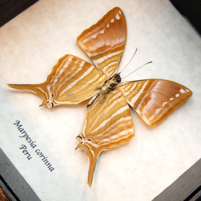 Real framed taxidermy butterfly - Marpesia corinna