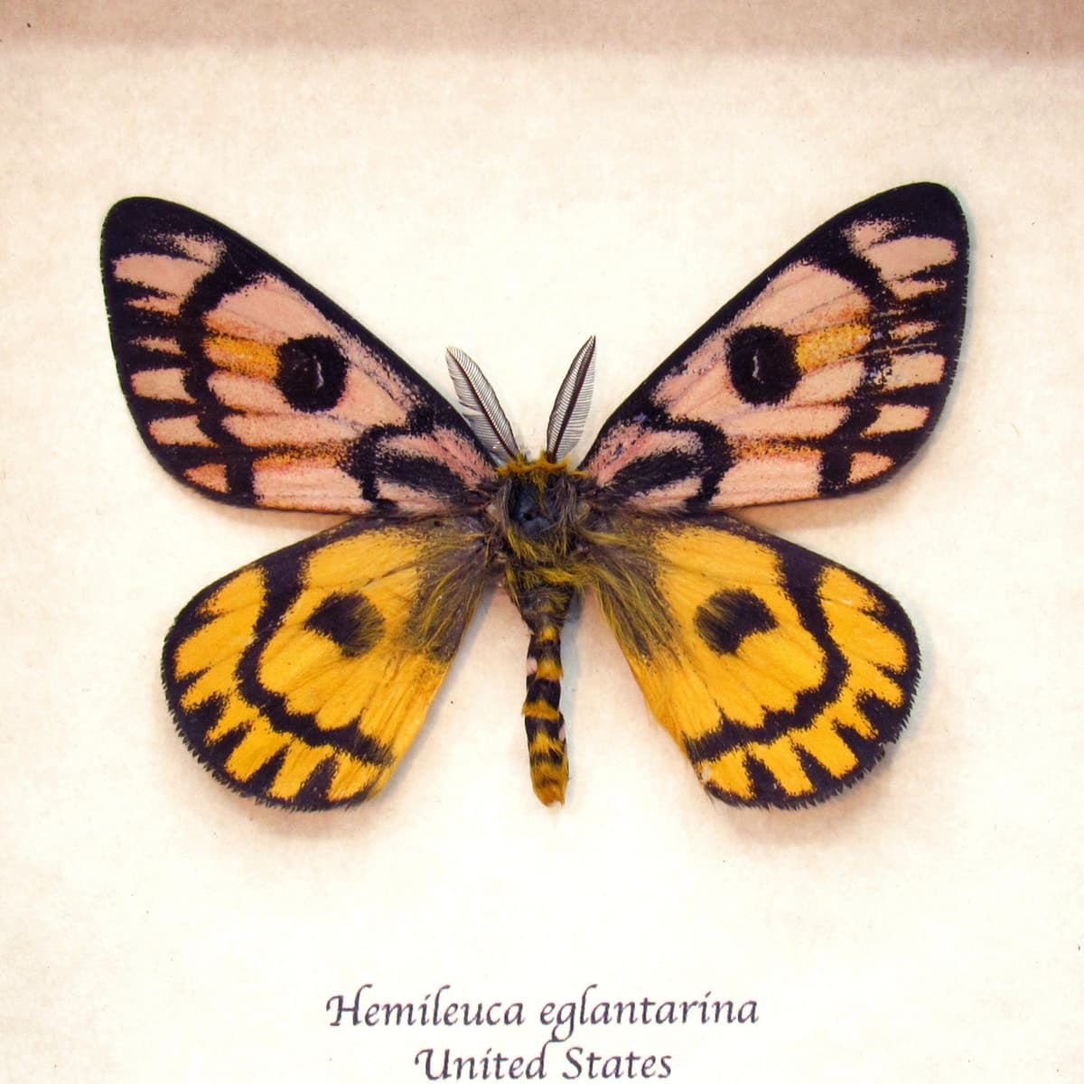 Real rare Western Sheep moth framed taxidermy - Hemileuca eglantarina