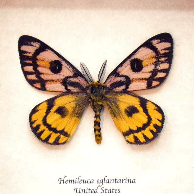 Real rare Western Sheep moth framed taxidermy - Hemileuca eglantarina