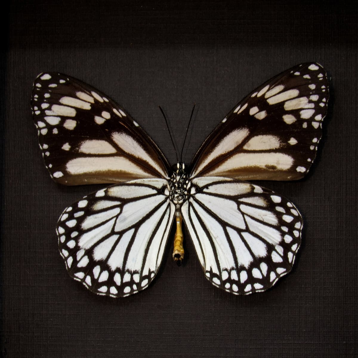 Real White Tiger butterfly framed taxidermy - Danaus melannipus