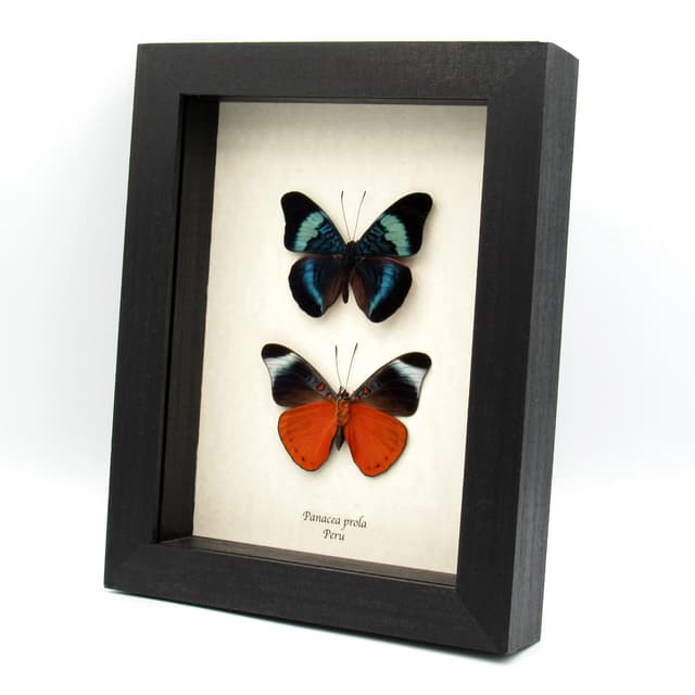 Real red framed butterfly specimens - Panacea prola - recto and verso mount