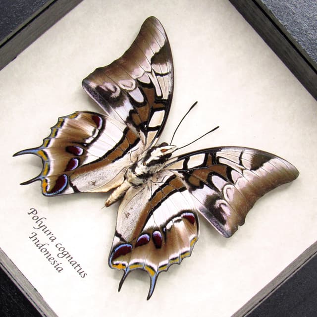 Real tailed butterfly framed taxidermy - Polyura cognatus