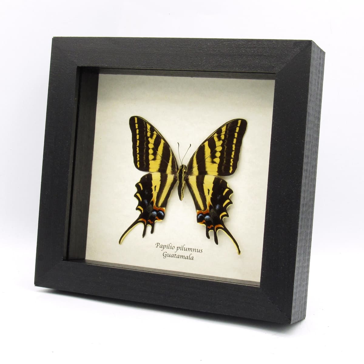 Rare Three-tailed Tiger swallowtail butterfly framed taxidermy - Papilio pilumnus - female