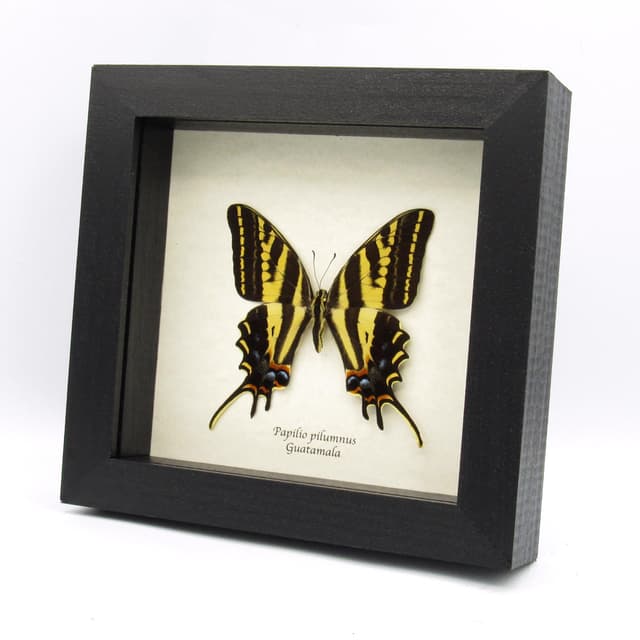 Rare Three-tailed Tiger swallowtail butterfly framed taxidermy - Papilio pilumnus - female