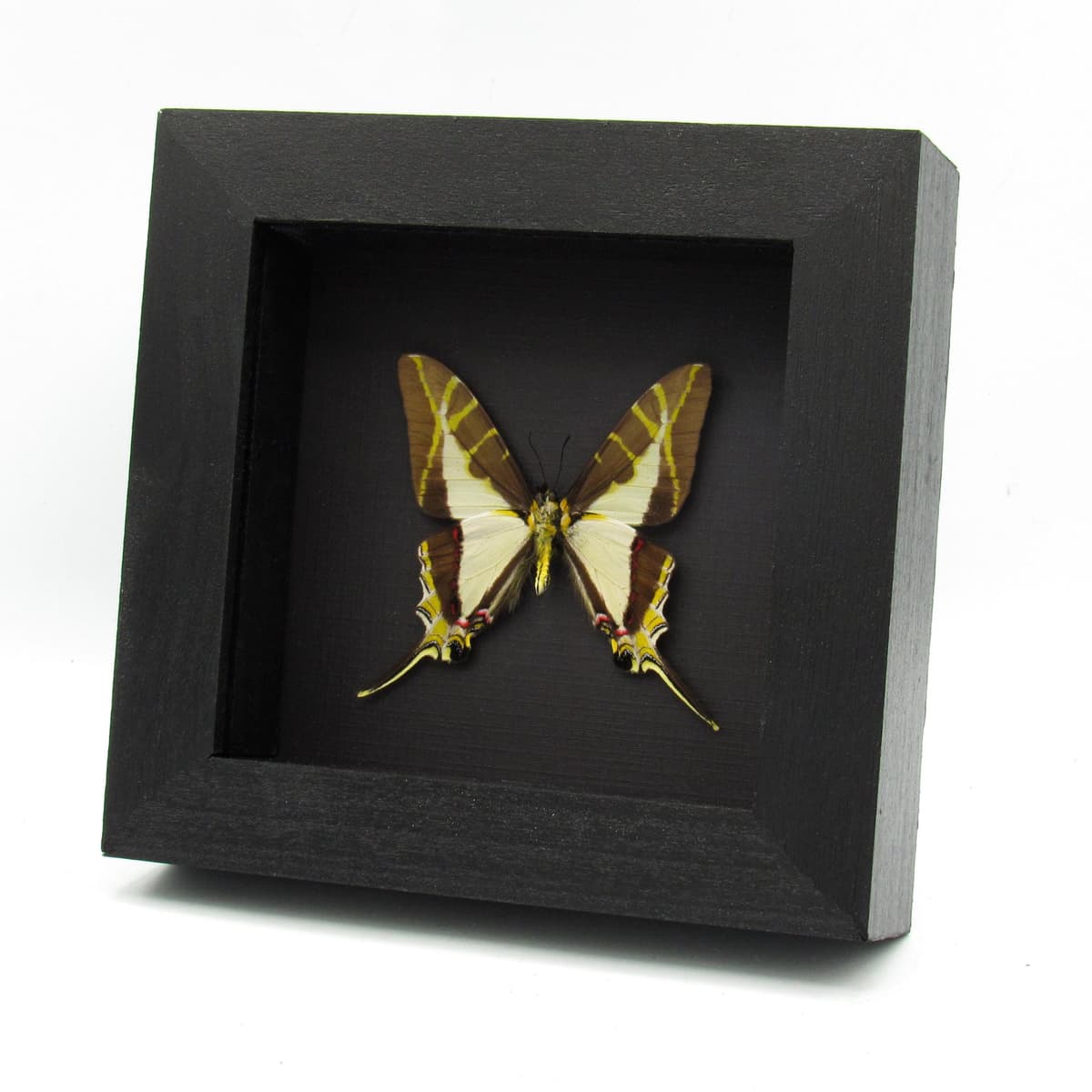 Rare Yellow Kite Tail Swallowtail butterfly framed taxidermy - Eurytides calliste