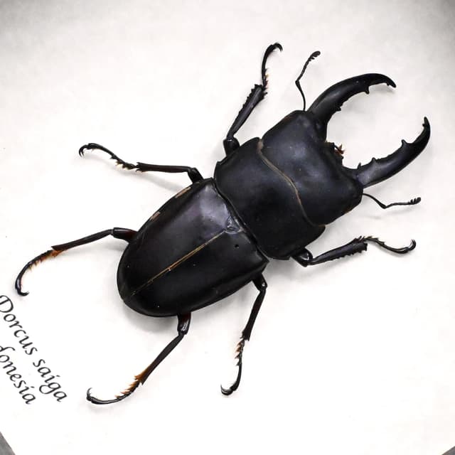 Real  Stag beetle framed taxidermy - Dorcus saiga