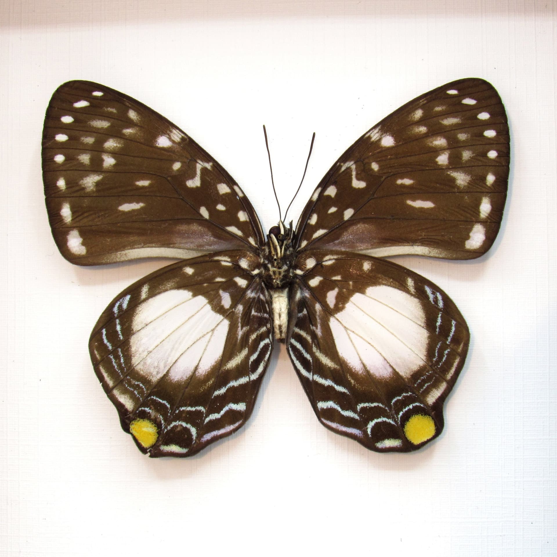 Real framed butterfly taxidermy - Prothoe australis hewitsoni - female