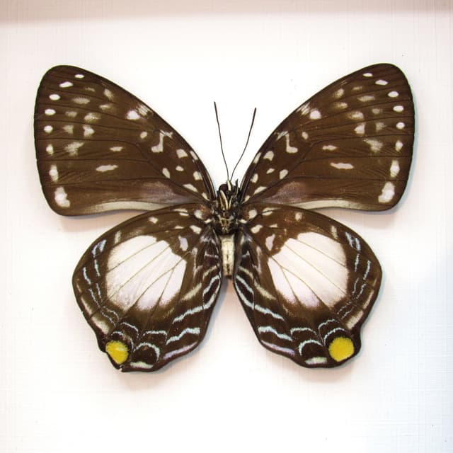 Real framed butterfly taxidermy - Prothoe australis hewitsoni - female