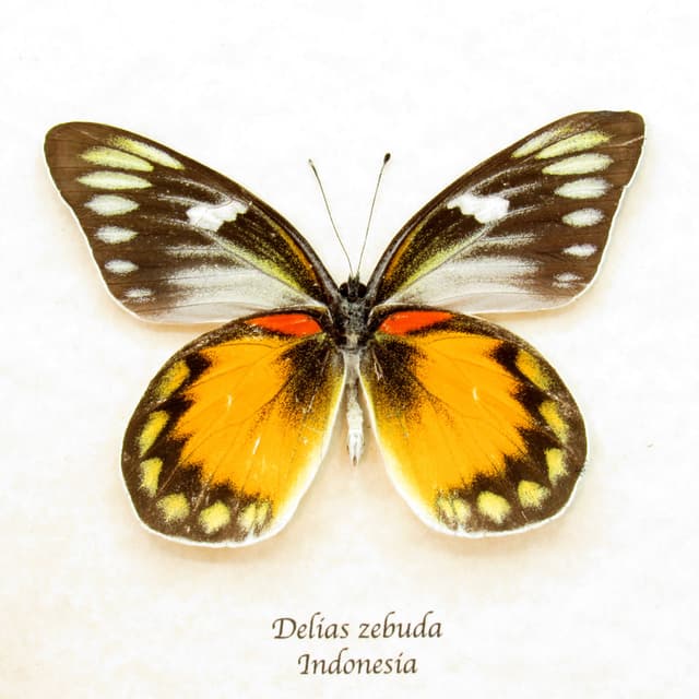 Real large yellow Delias butterfly framed taxidermy - Delias zebuda