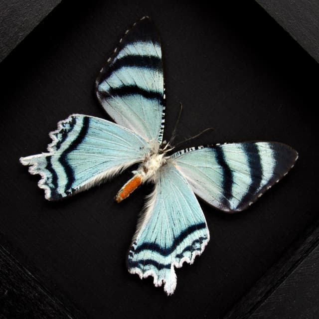 Real blue moth framed taxidermy - Alcides agathyrsus