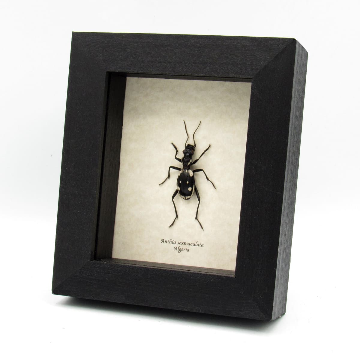 Rare Egyptian Predator beetle framed taxidermy - Anthia sexmaculata