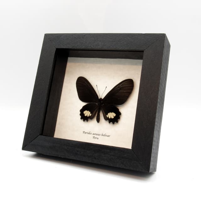 Rare Cattleheart butterfly framed taxidermy - Parides aeneas bolivar - female