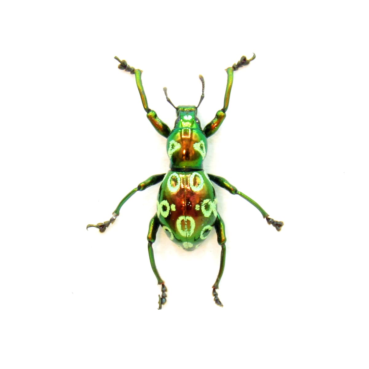 WEEVIL MANIA - Real red beetle framed taxidermy - Pachyrhynchus eos - female
