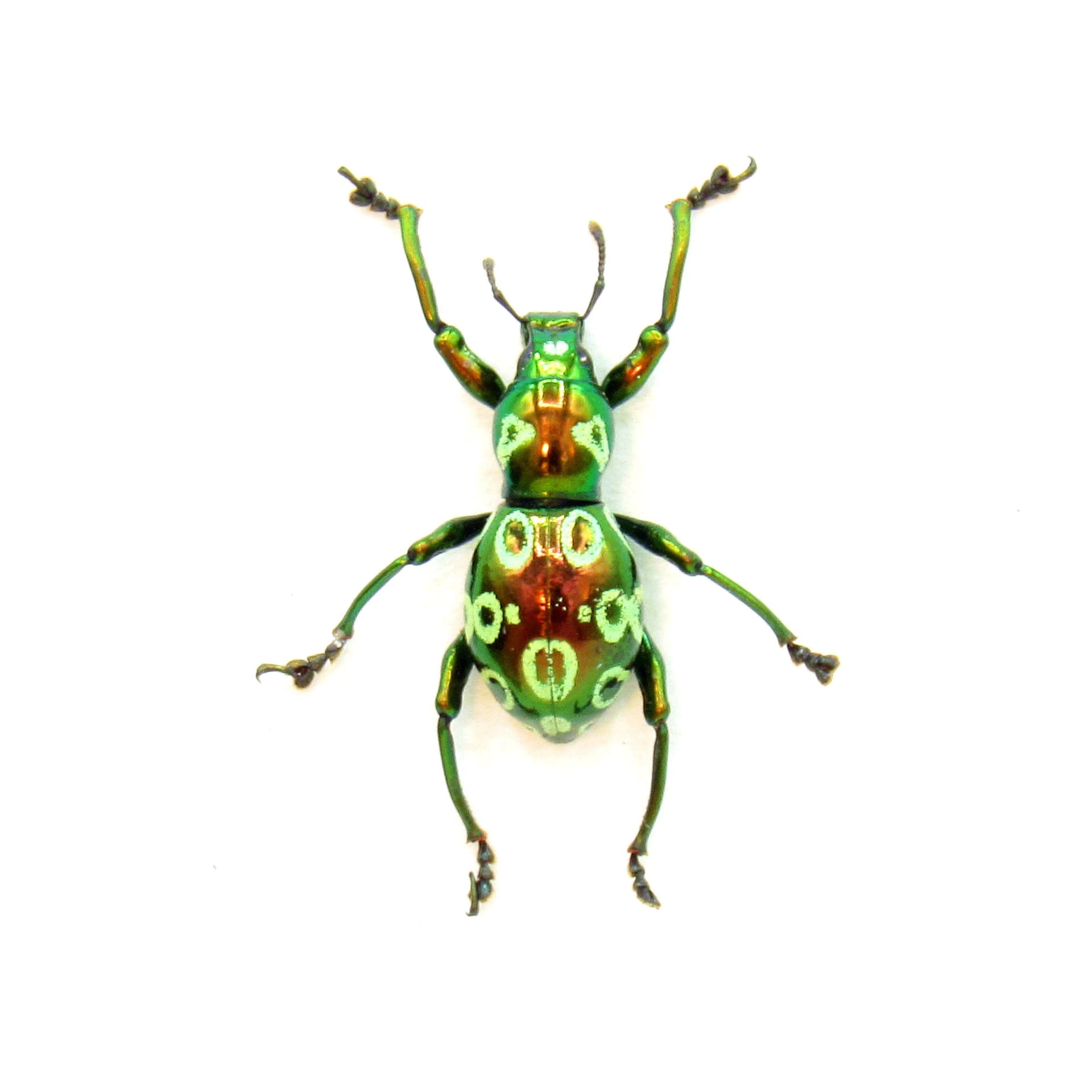 WEEVIL MANIA - Real red beetle framed taxidermy - Pachyrhynchus eos - female