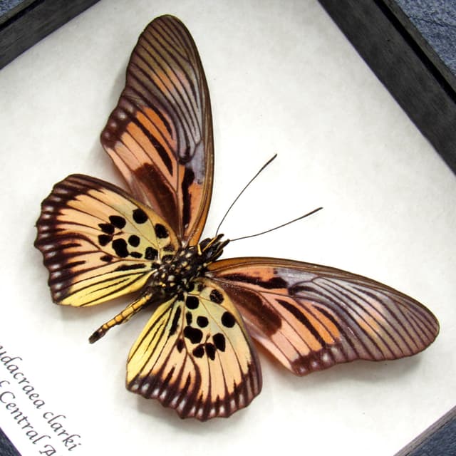 Real pink butterfly framed taxidermy - Pseudacraea clarki