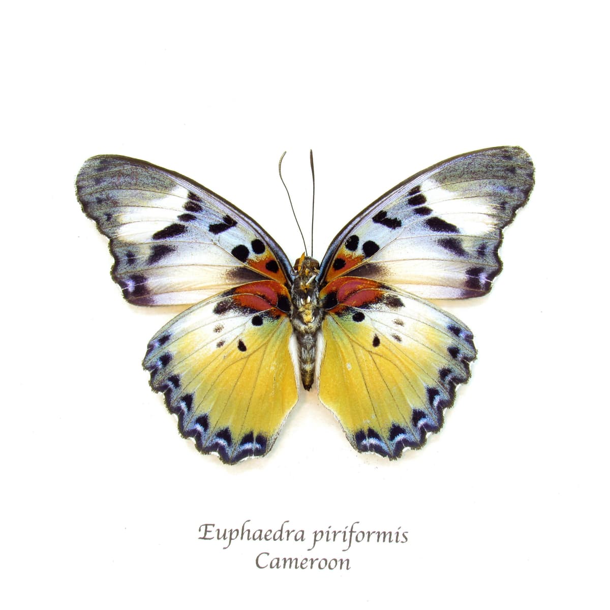 Rare Themis Forester butterfly framed taxidermy - Euphaedra piriformis - large female