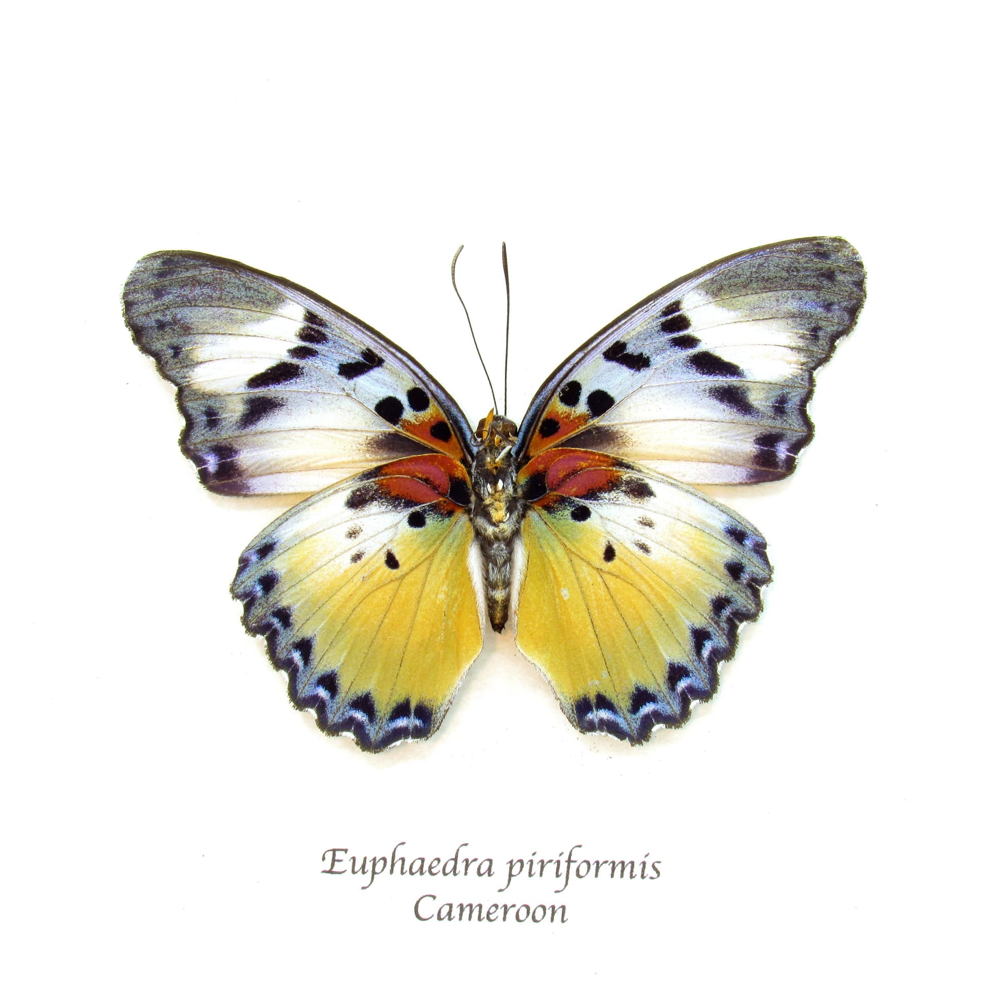 Rare Themis Forester butterfly framed taxidermy - Euphaedra piriformis - large female