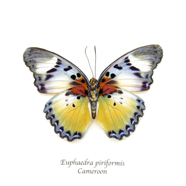 Rare Themis Forester butterfly framed taxidermy - Euphaedra piriformis - large female