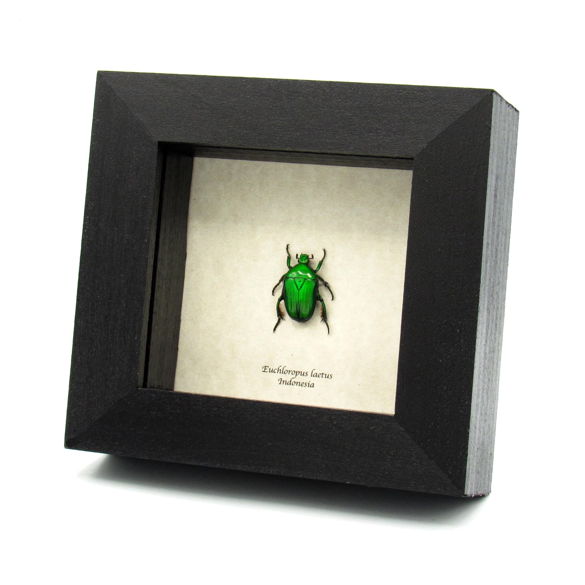 Real framed green flower beetle taxidermy specimen- Euchloropus laetus