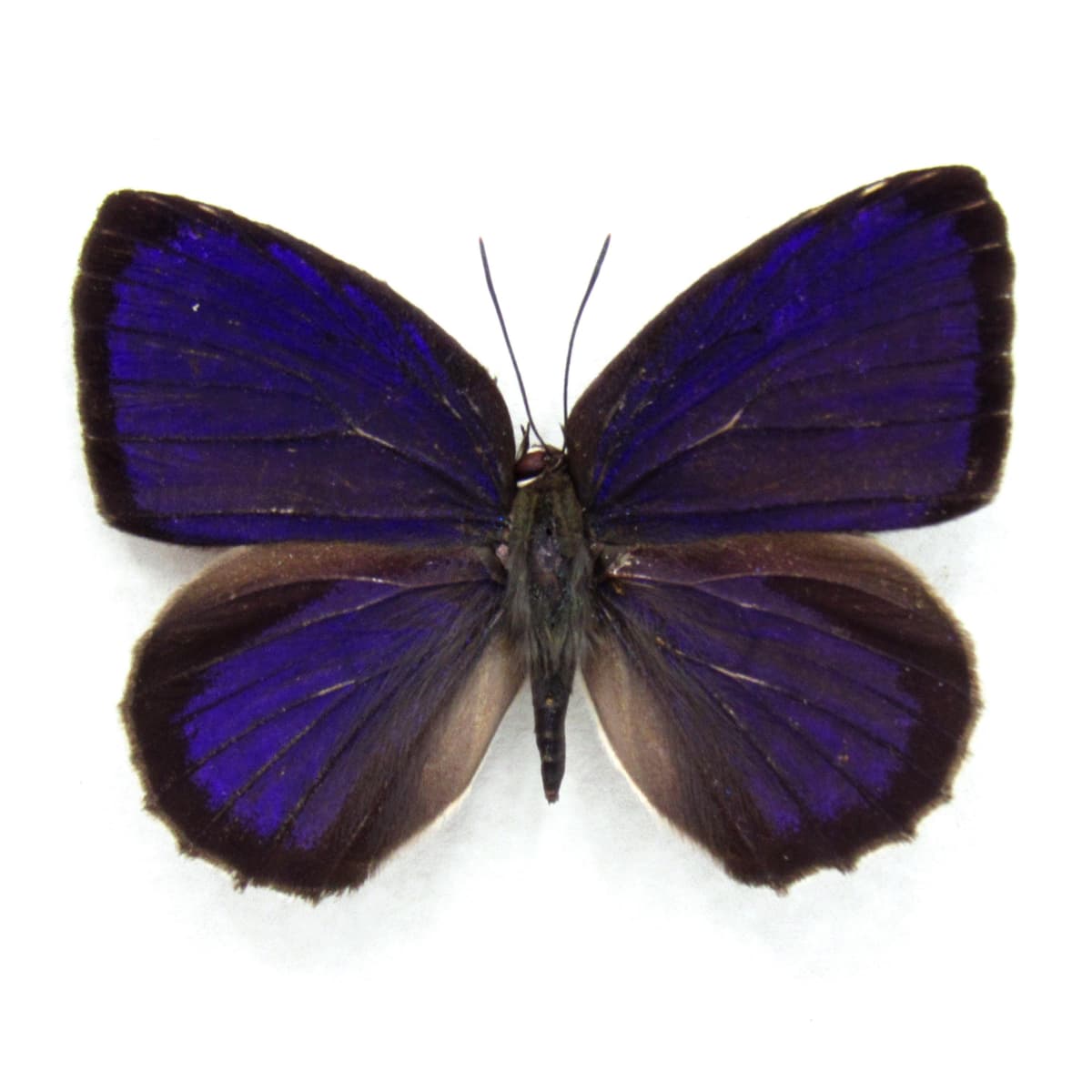 Real purple metallic butterfly framed taxidermy - Arhopala admete
