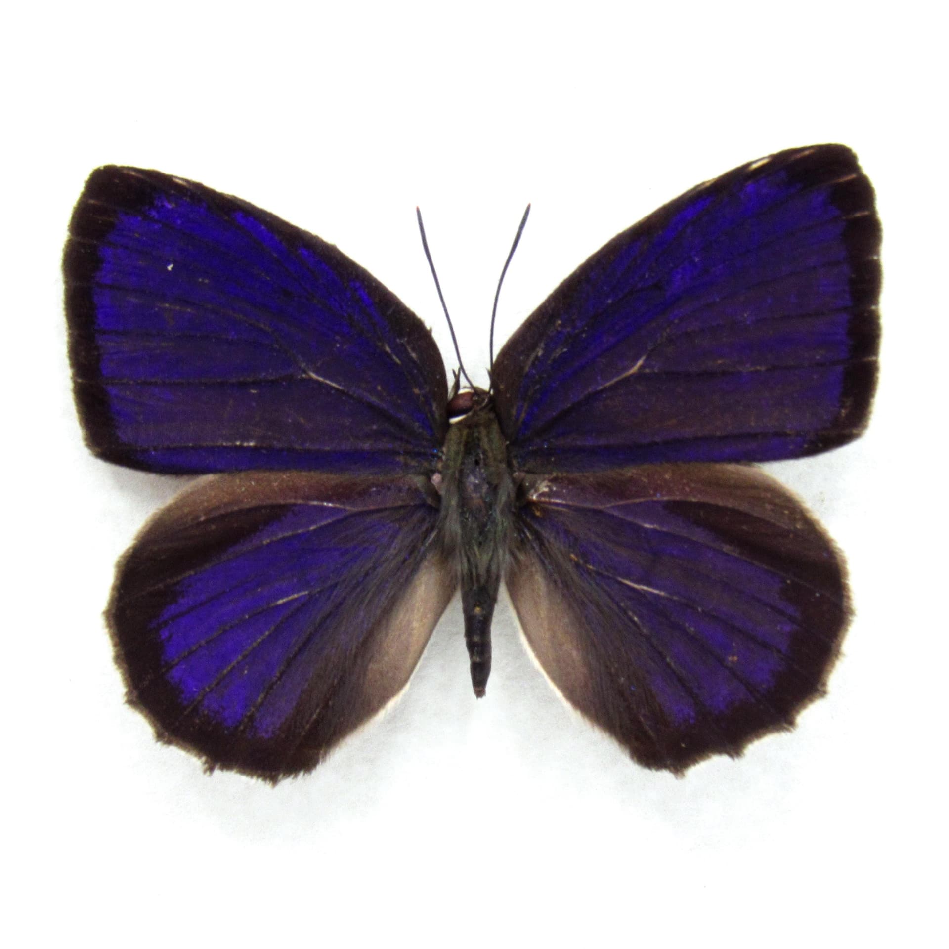 Real purple metallic butterfly framed taxidermy - Arhopala admete